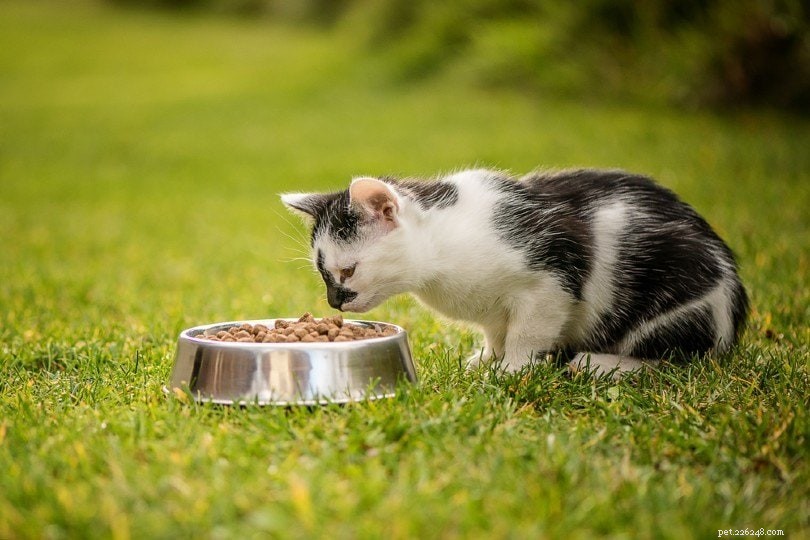 Expert Guide: 7 Proven Ways to Eliminate Cat Dandruff