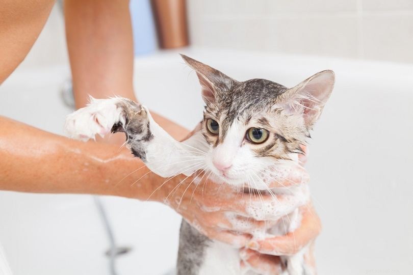 Expert Guide: 7 Proven Ways to Eliminate Cat Dandruff