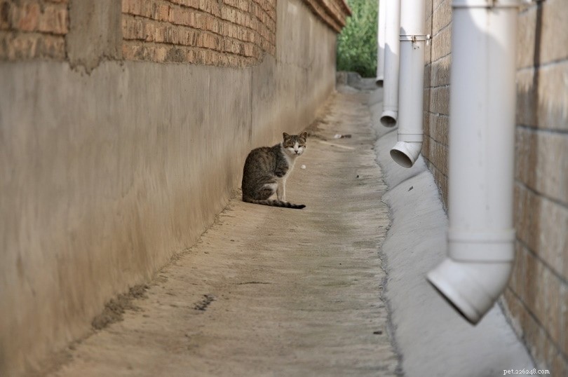 Caring for a Starving Cat: Step‑by‑Step Guide to Restore Health