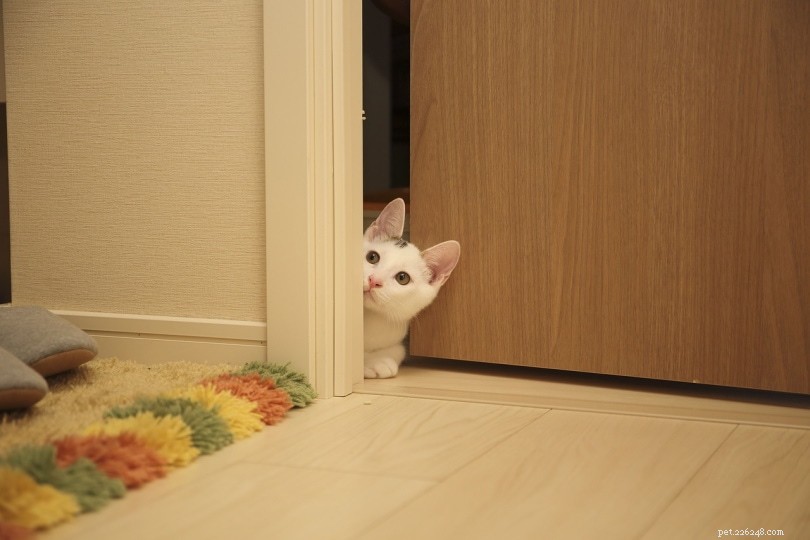 5 Proven Ways to Keep Your Cat Inside Safely