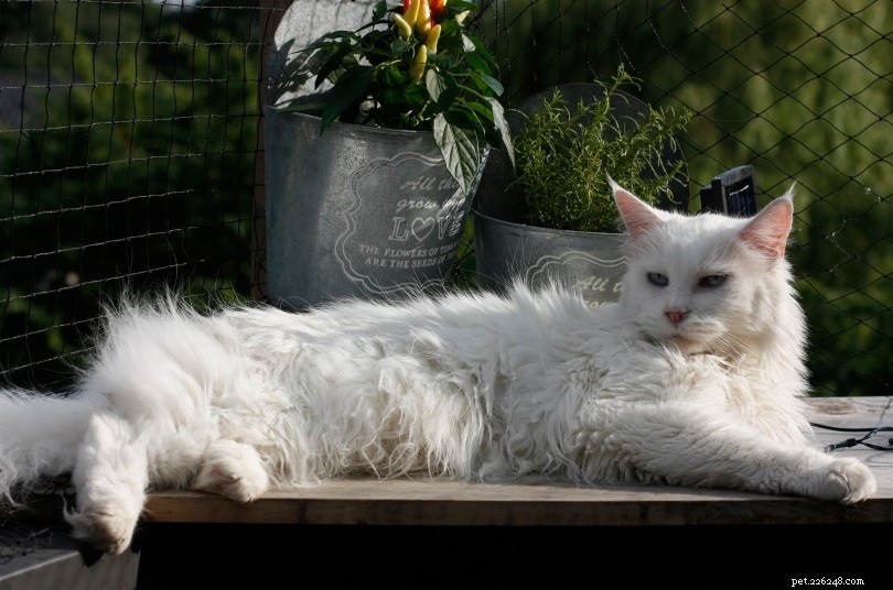 Easy DIY Guide: 5 Proven Ways to Safely Remove Cat Mats
