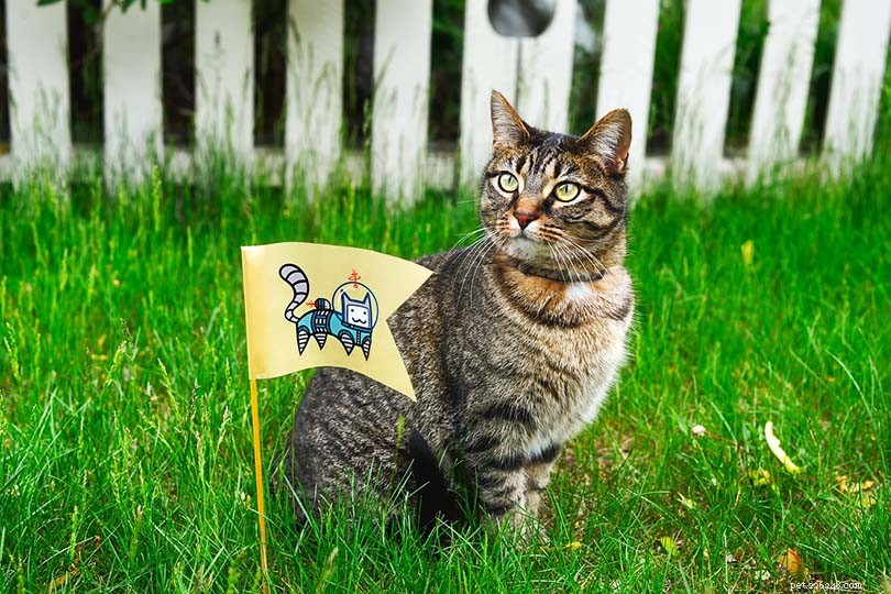 Stop Cats from Pooping in Your Yard: 8 Proven Strategies
