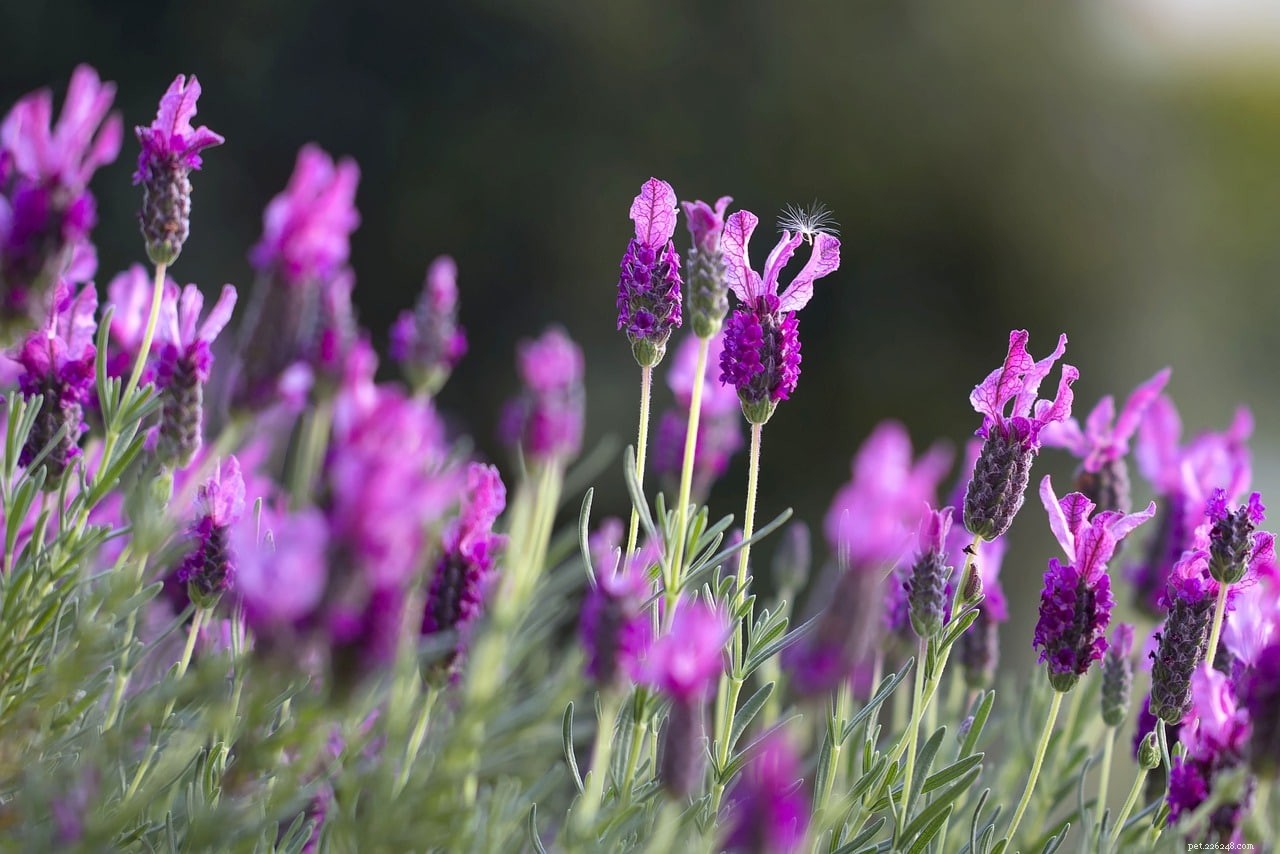 Stop Cats from Pooping in Your Yard: 8 Proven Strategies