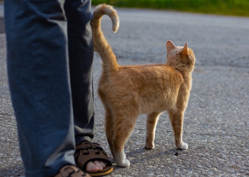 9 Proven Signs Your Cat Truly Loves You