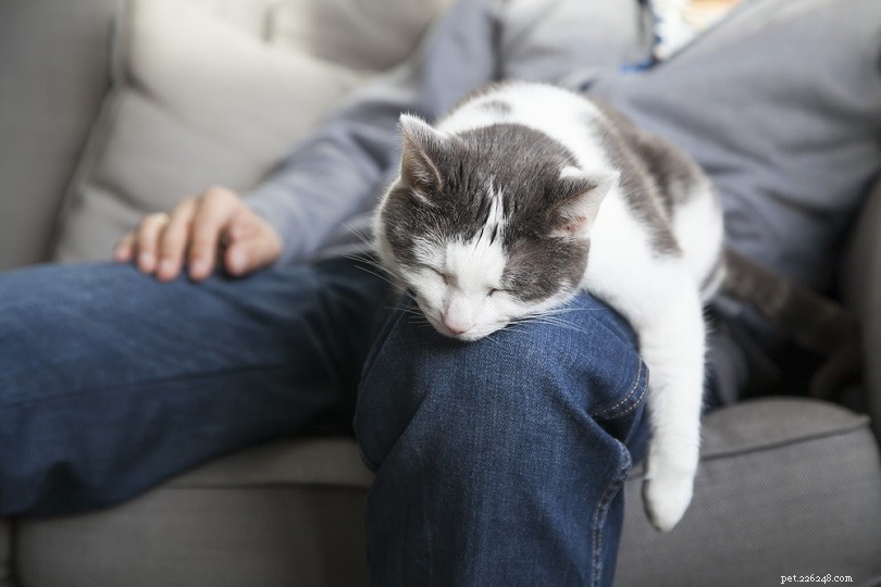 9 Proven Signs Your Cat Truly Loves You