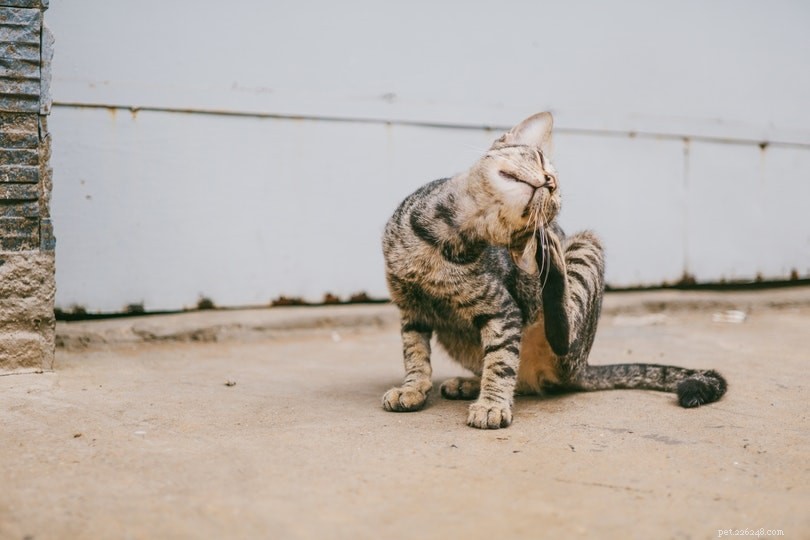 Proven Home Remedies to Treat Ear Mites in Cats