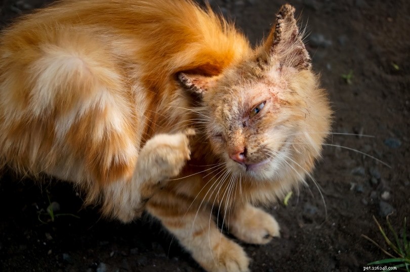 6 Effective Home Remedies for Cat Scabies: Quick, Gentle Self‑Care