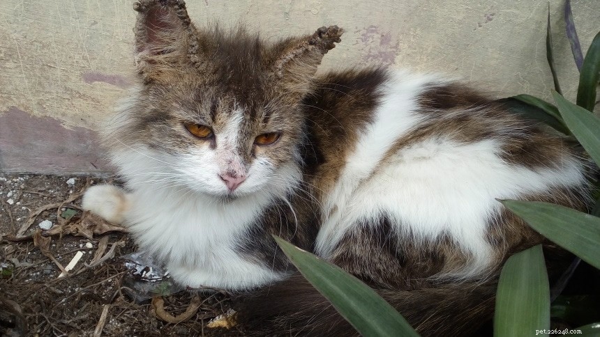 6 Effective Home Remedies for Cat Scabies: Quick, Gentle Self‑Care
