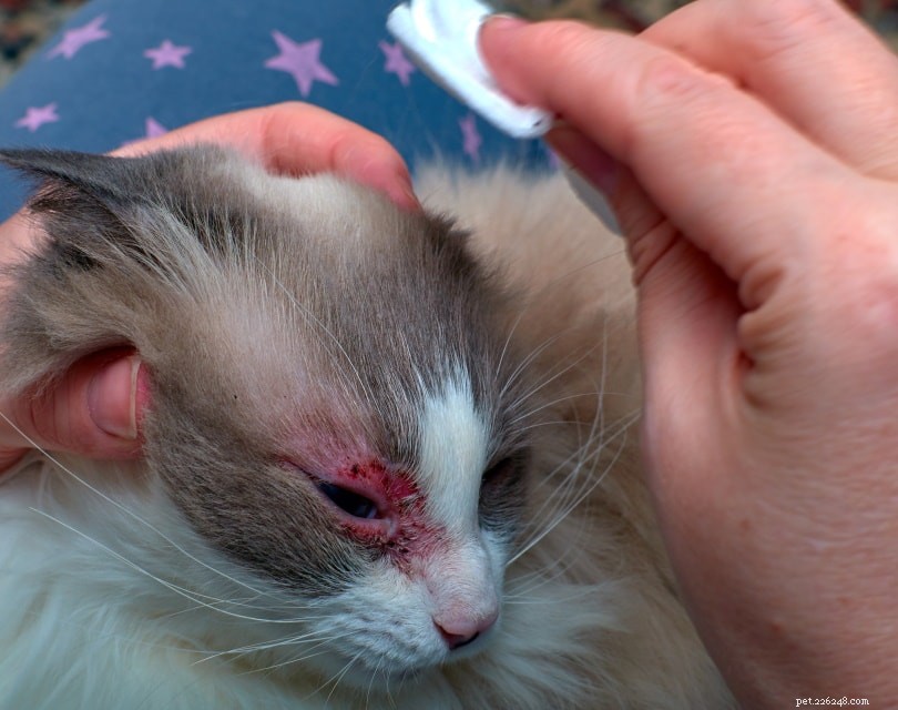 6 Effective Home Remedies for Cat Scabies: Quick, Gentle Self‑Care