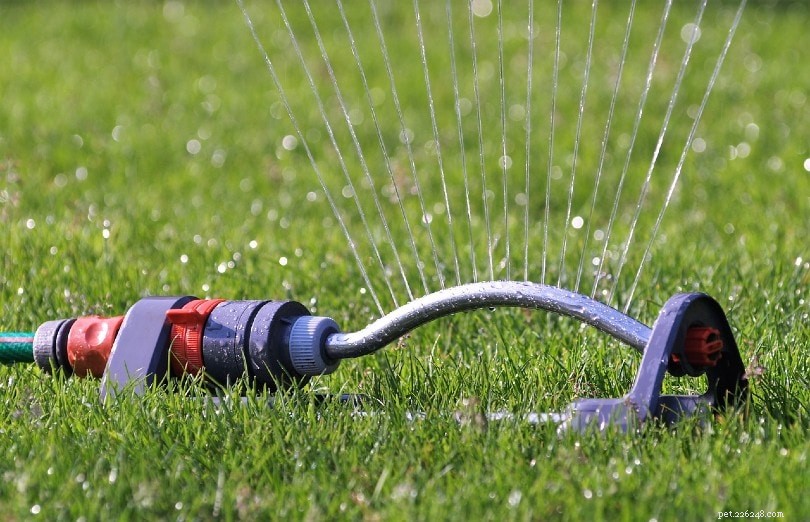 10 Proven Ways to Protect Your Garden from Cats