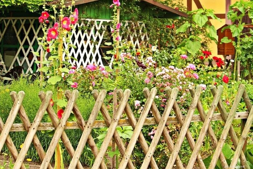 10 Proven Ways to Protect Your Garden from Cats