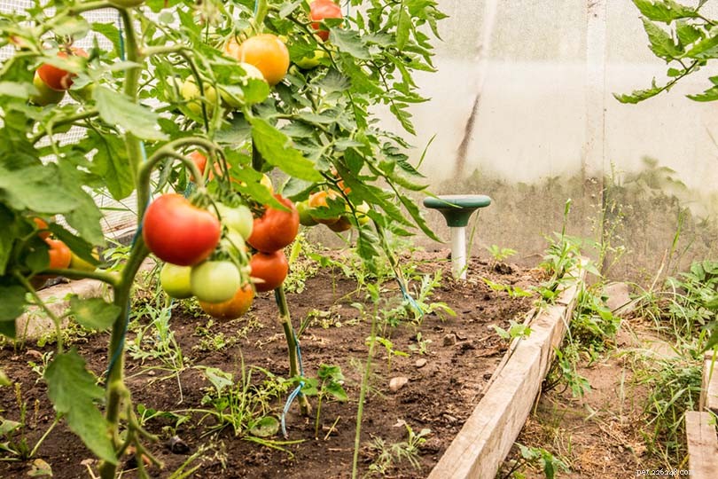 10 Proven Ways to Protect Your Garden from Cats