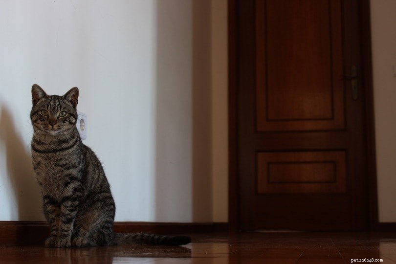 10 Proven Ways to Keep Cats Out of Specific Areas Safely