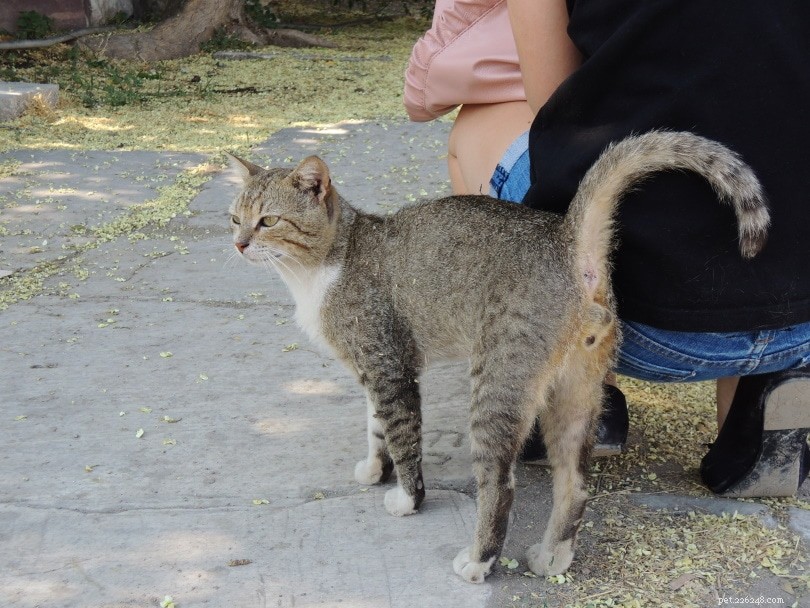 10 Proven Ways to Keep Cats Out of Specific Areas Safely