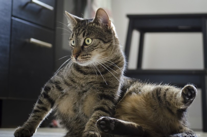 10 Proven Ways to Keep Cats Out of Specific Areas Safely