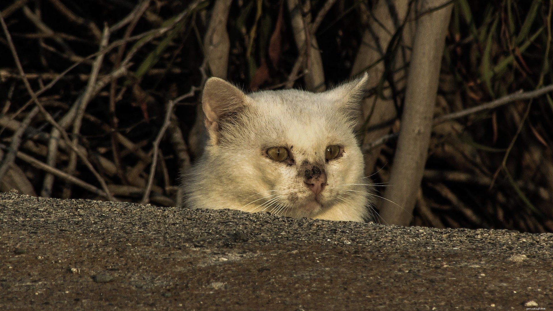 Top 7 Expert-Recommended DIY Cat Wound Care Remedies