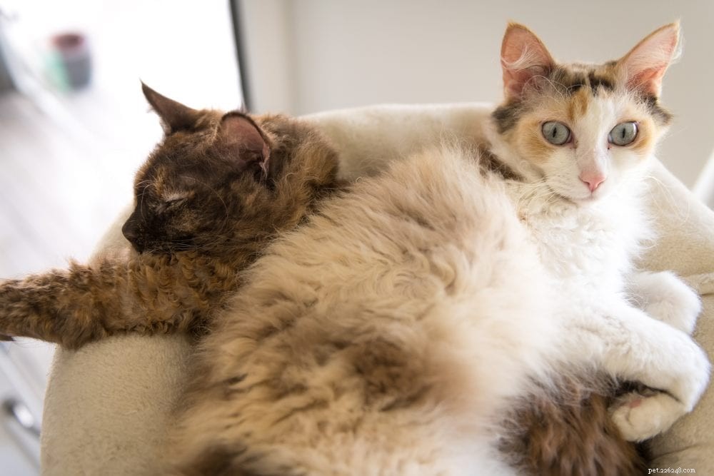 Explore 5 Distinct Cat Personalities to Find Your Feline s True Nature