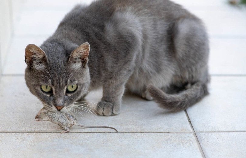 Explore 5 Distinct Cat Personalities to Find Your Feline s True Nature