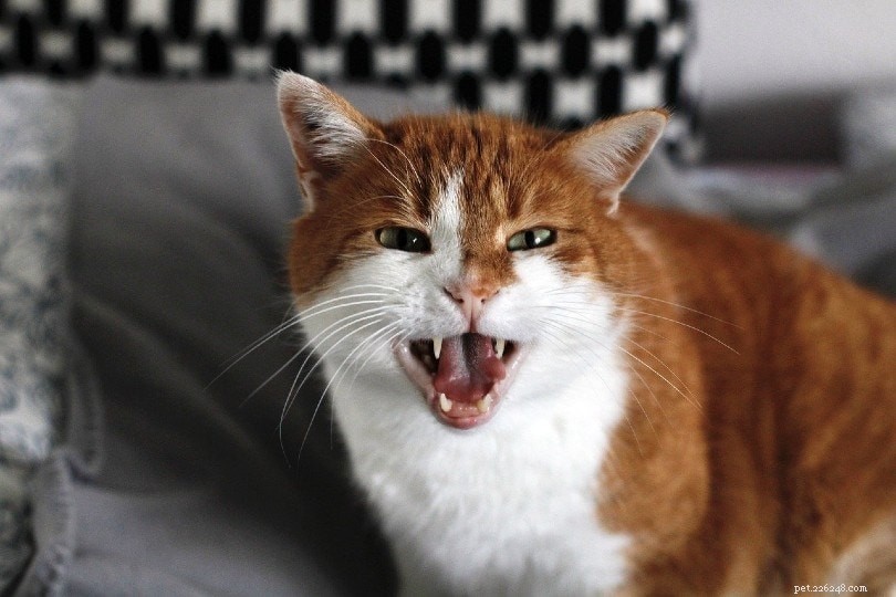 Explore 5 Distinct Cat Personalities to Find Your Feline s True Nature