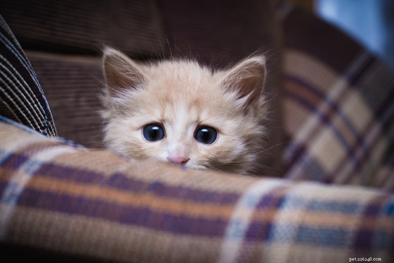 Explore 5 Distinct Cat Personalities to Find Your Feline s True Nature