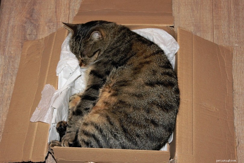 Prevent Post‑Surgery Jumping in Cats: A Care Guide