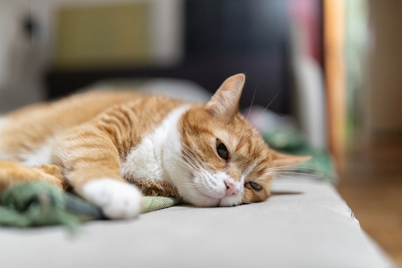 Prevent Post‑Surgery Jumping in Cats: A Care Guide
