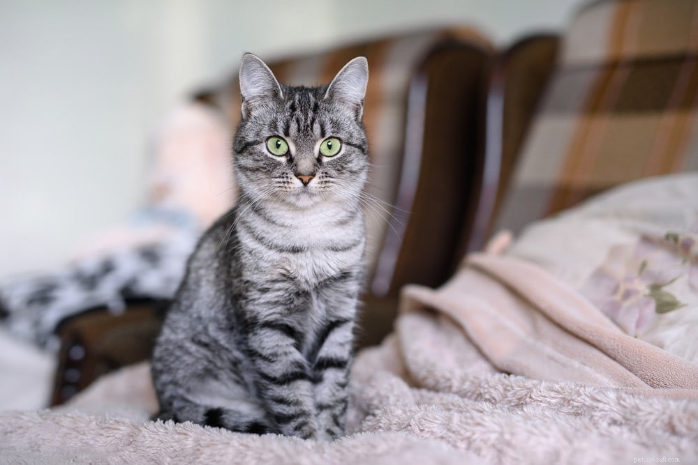 Stop Your Cat from Over‑Grooming: 8 Effective Home Remedies