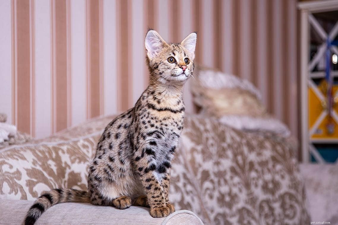 11 Incredible Cat World Records You Won’t Believe