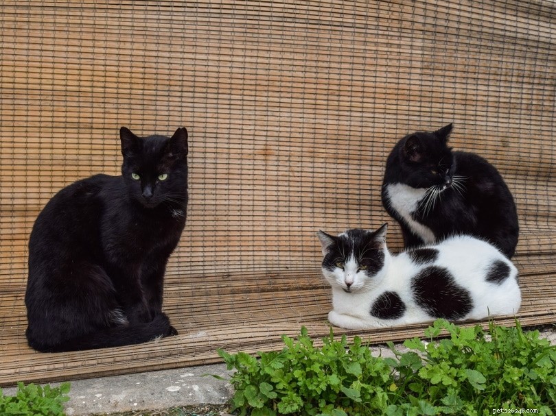Taming a Feral Cat: 7 Proven Steps for Success