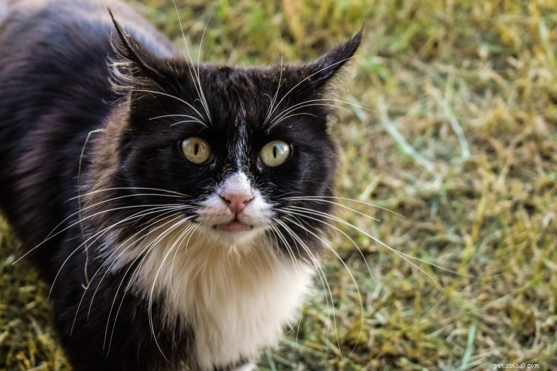 Taming a Feral Cat: 7 Proven Steps for Success
