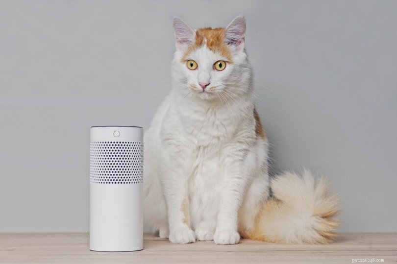 8 Proven Ways to Ease Your Cat s Anxiety