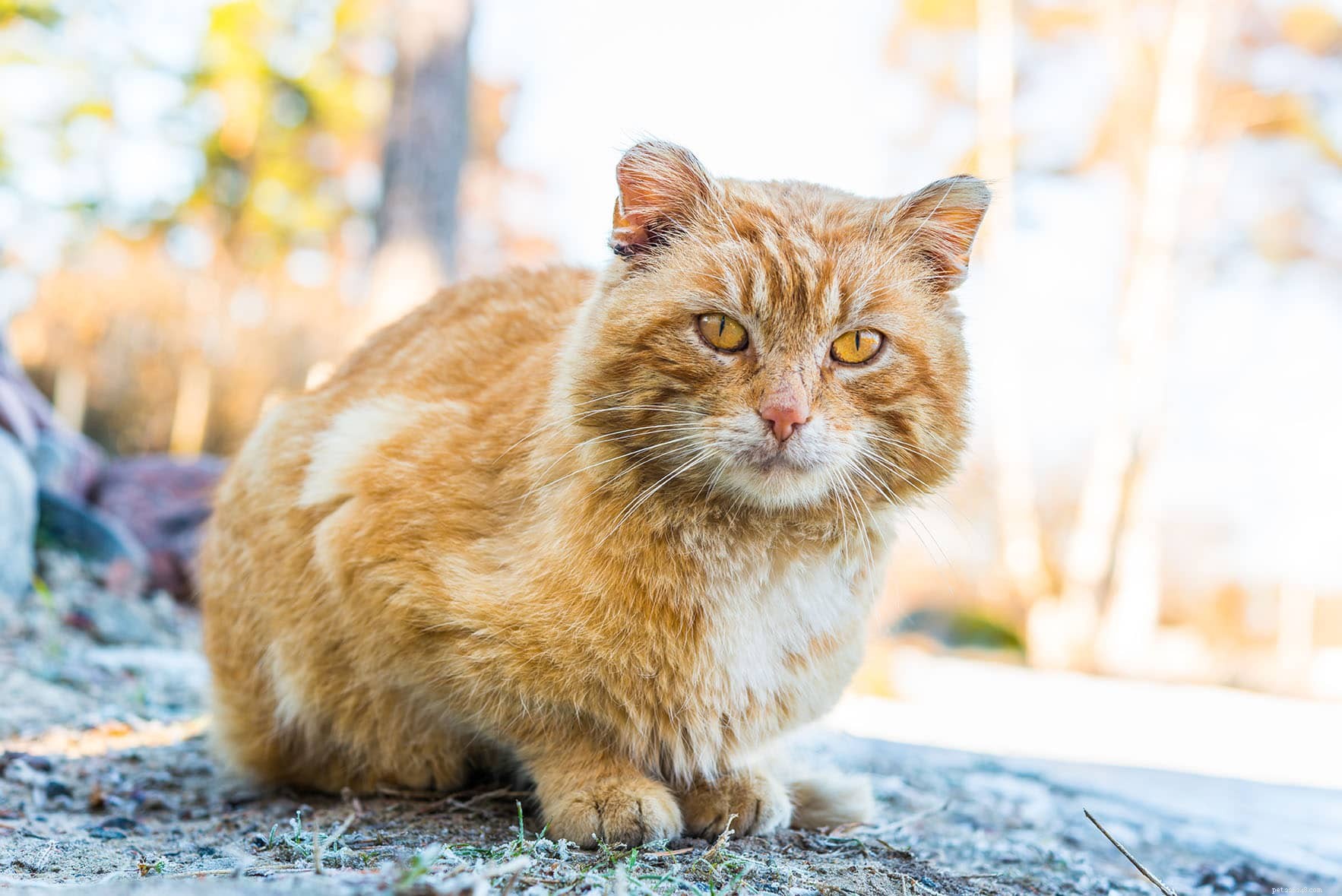 10 Natural, Non-Toxic Ways to Keep Cats Out of Your Yard