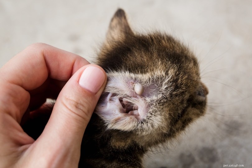Safely & Quickly Removing Ticks from Your Cat: A Step-by-Step Guide