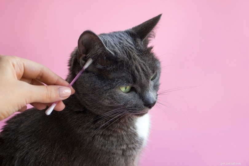 Safely & Quickly Removing Ticks from Your Cat: A Step-by-Step Guide