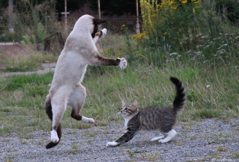 The Incredible Jumping Power of Cats: How High and Far They Can Leap
