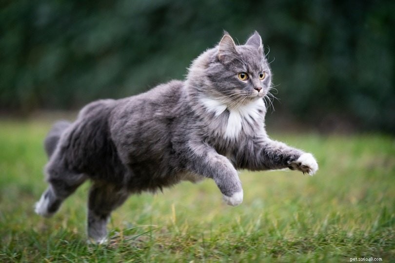 The Incredible Jumping Power of Cats: How High and Far They Can Leap
