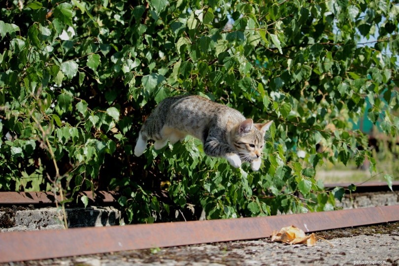 The Incredible Jumping Power of Cats: How High and Far They Can Leap