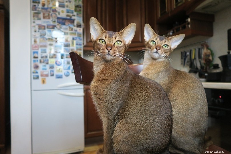 How Fast Do Cats Sprint? Discover Their True Speed & Why It Matters