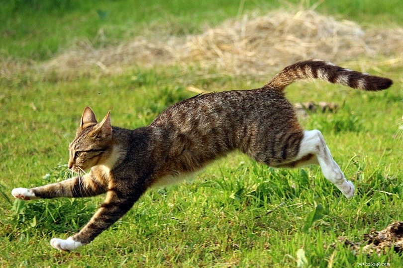 How Fast Do Cats Sprint? Discover Their True Speed & Why It Matters