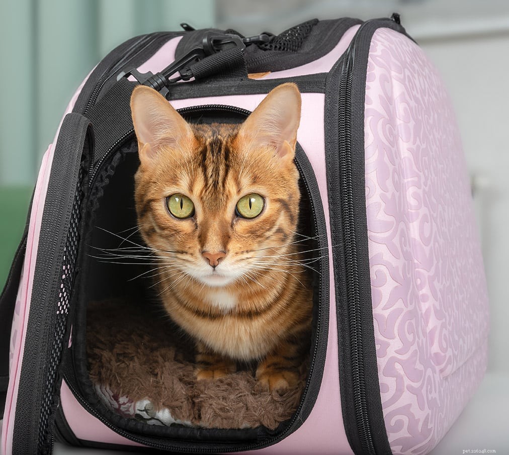 Must Cats with Upper Respiratory Infections Be Isolated? Learn Why