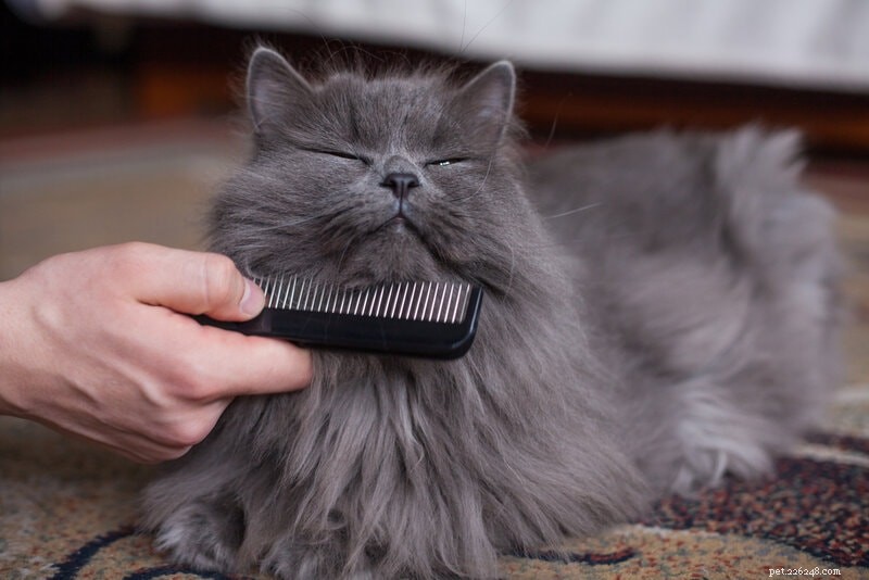 60 Incredible Cat Facts You Probably Didn t Know