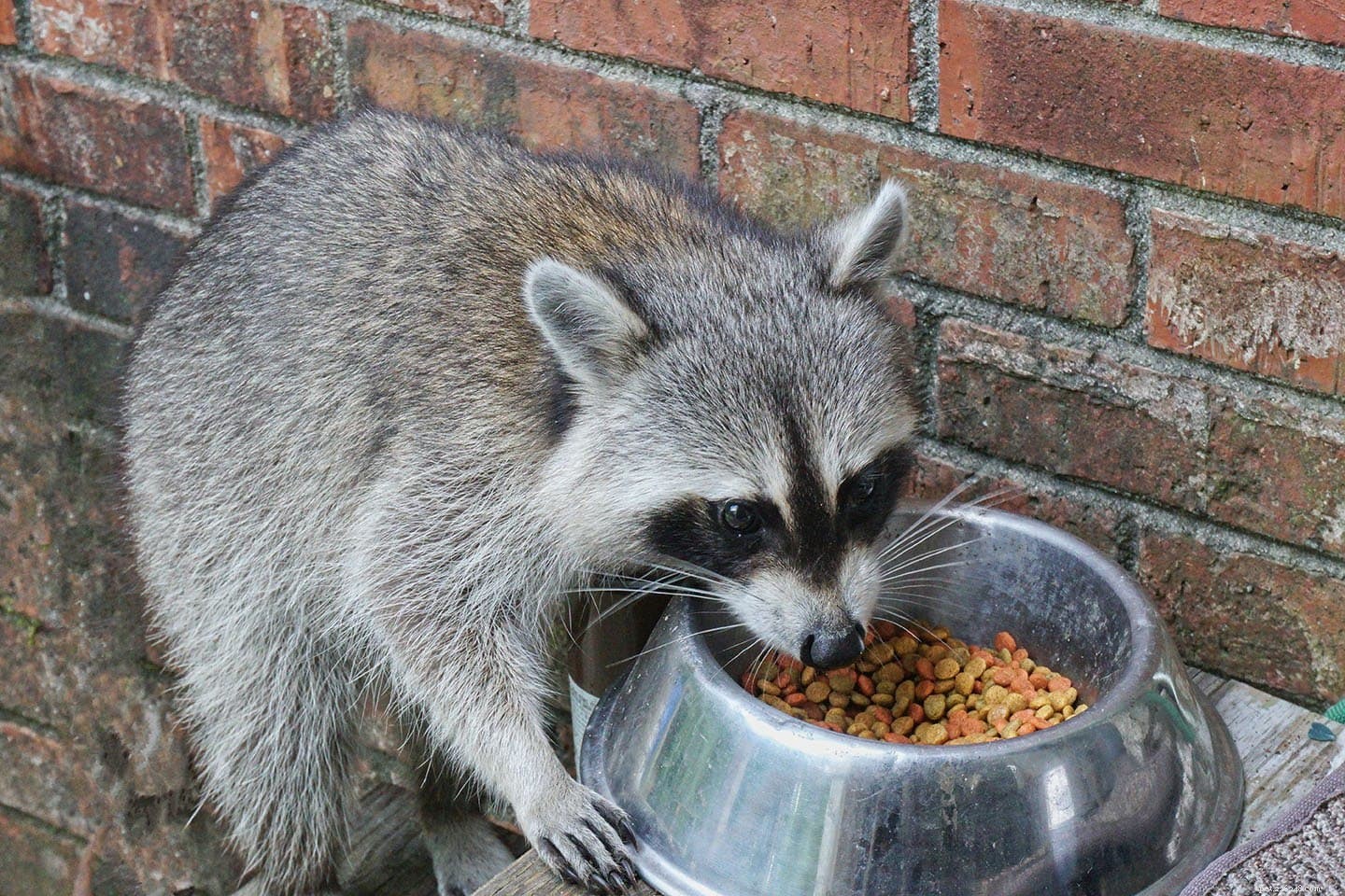 8 Effective Strategies to Protect Your Cat s Food from Raccoons