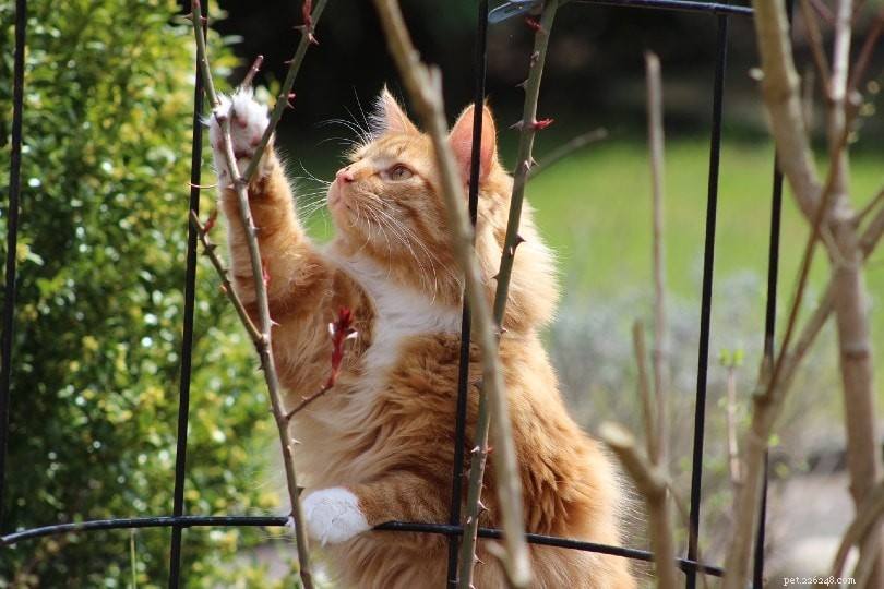 14 Proven Strategies to Keep Cats Off Your Outdoor Furniture