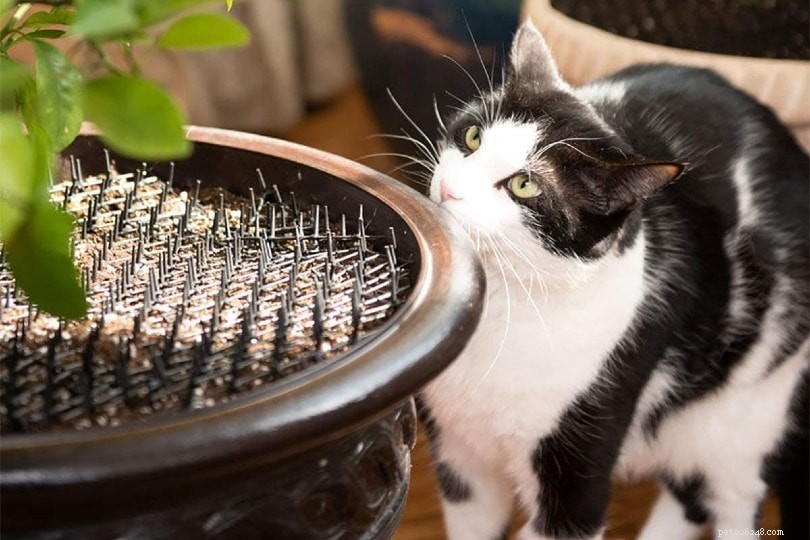 14 Proven Strategies to Keep Cats Off Your Outdoor Furniture