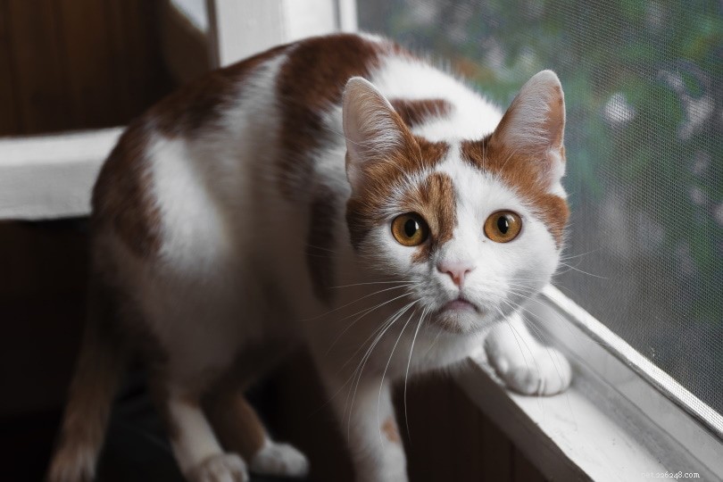 5 Expert Tips to Stop Cats From Climbing Window Screens – Safe & Easy Solutions