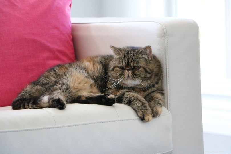 5 Proven Ways to Keep Your Cat From Climbing Trees