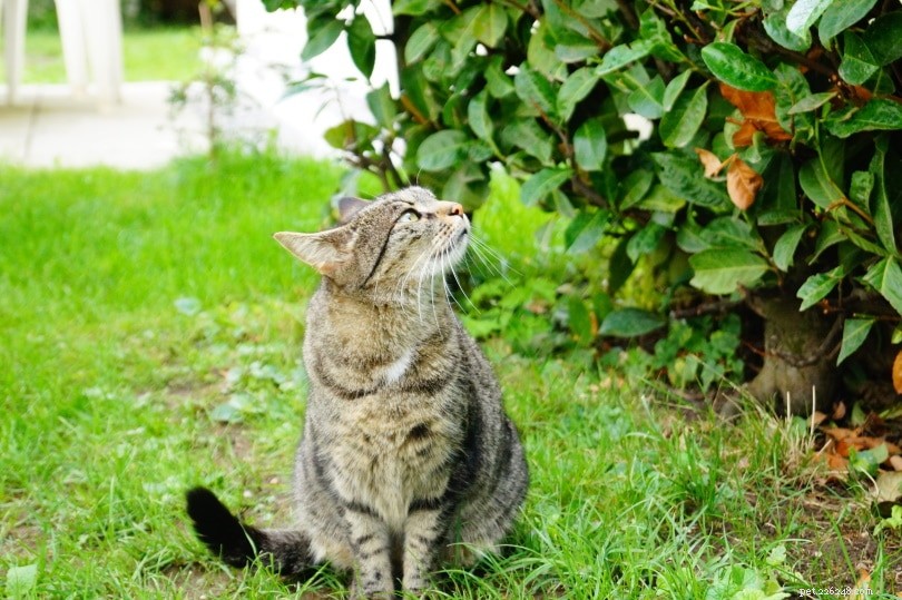 5 Proven Ways to Keep Your Cat From Climbing Trees
