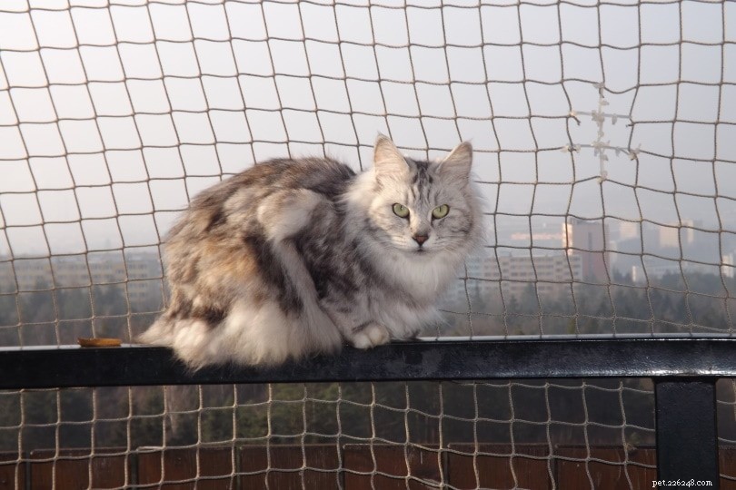 5 Proven Ways to Keep Your Cat From Climbing Trees