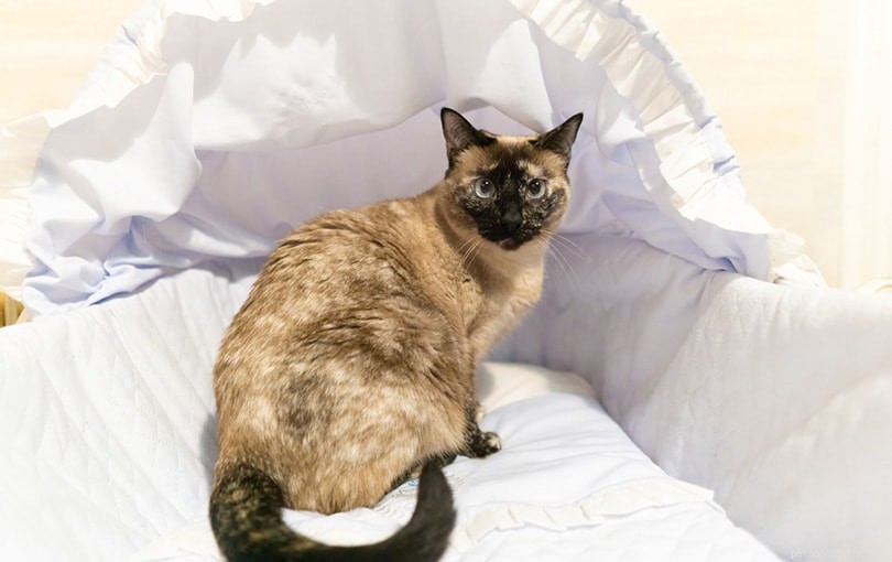 Secure Your Baby’s Crib: Expert Tips to Keep Cats Out Safely