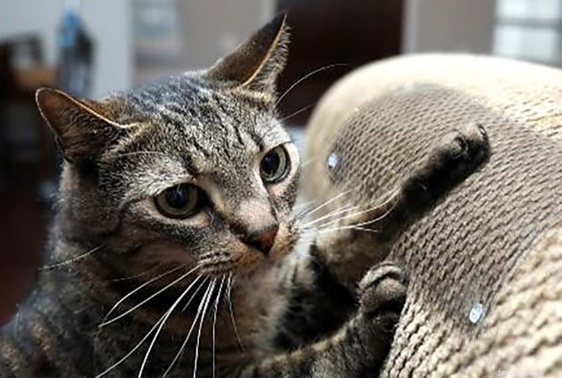 Secure Your Baby’s Crib: Expert Tips to Keep Cats Out Safely